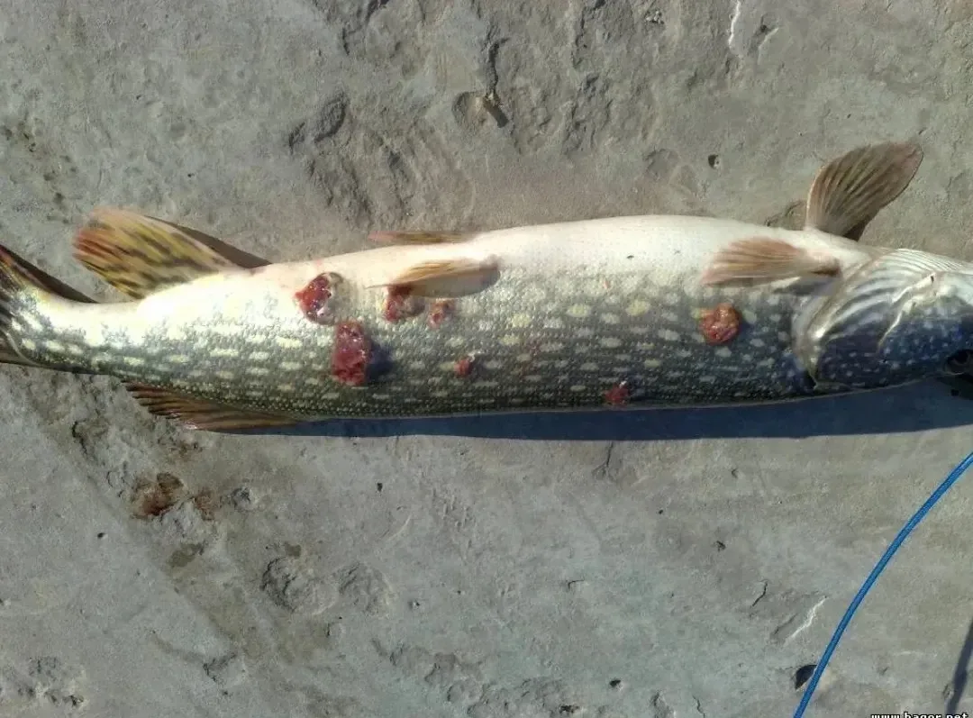 Водоёмы Нижегородской области охватила эпидемия щучьей чумы