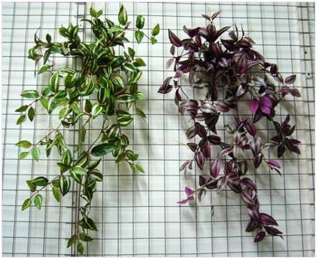Уход за традесканцией 🌿