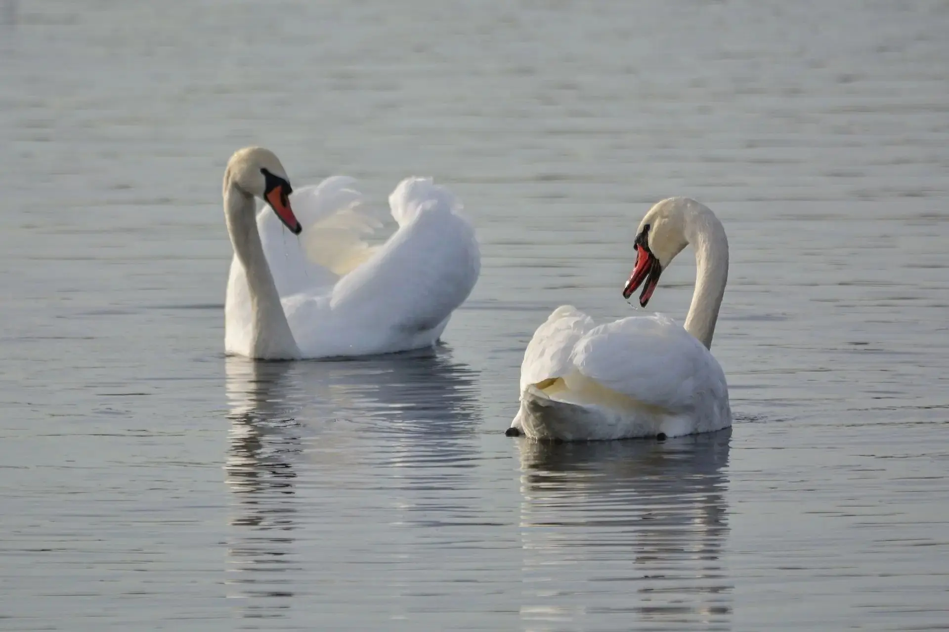 🦢Нежность в каждом кадре
