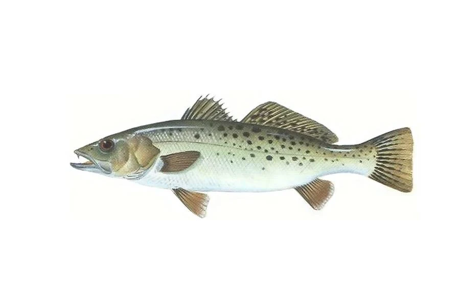 🐟 Лаврак пятнистый