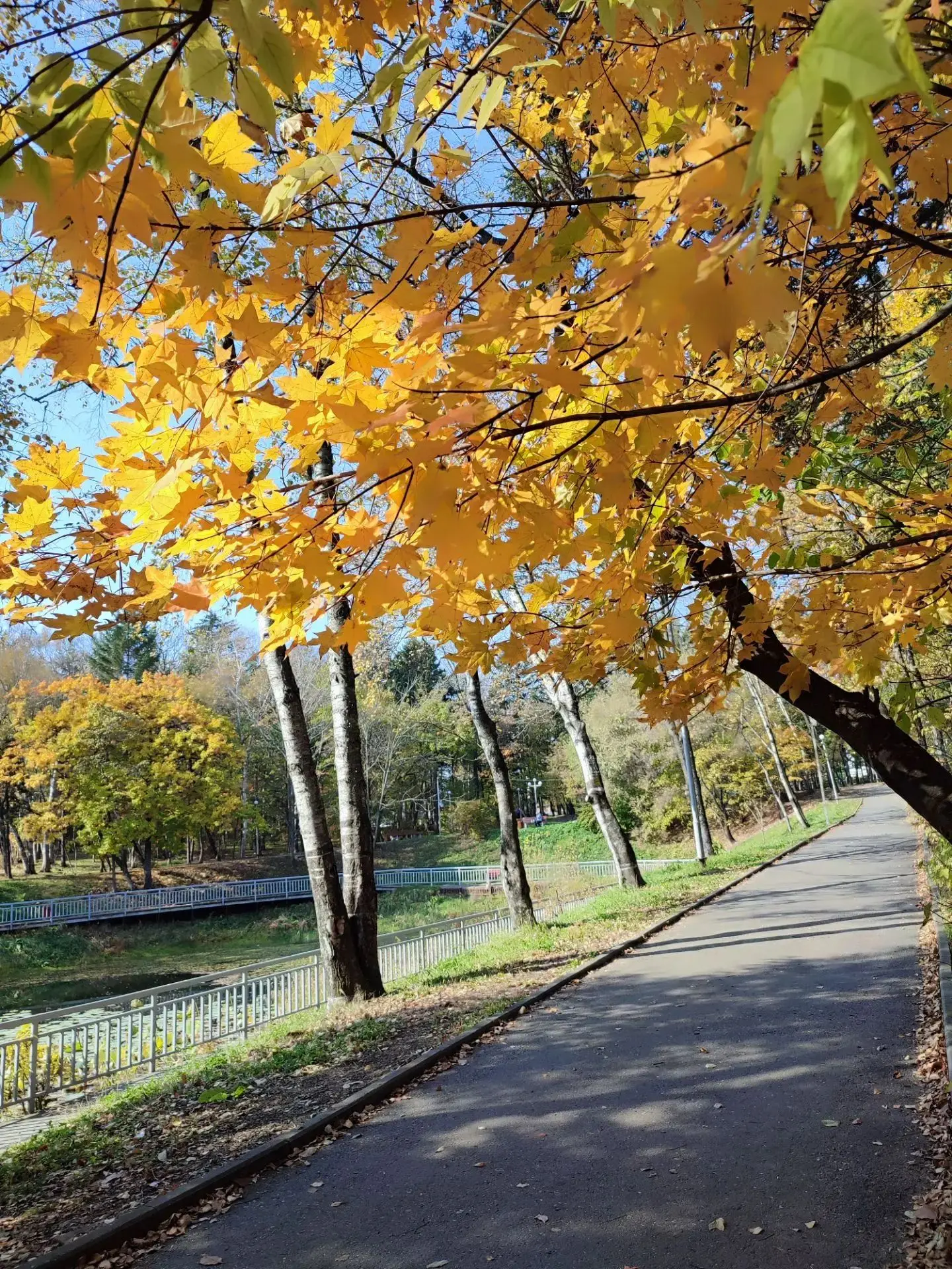 🍂🍁 Теплый вечер. Золотая осень. И наш любимый городской парк в ярком убранстве. Хочет...