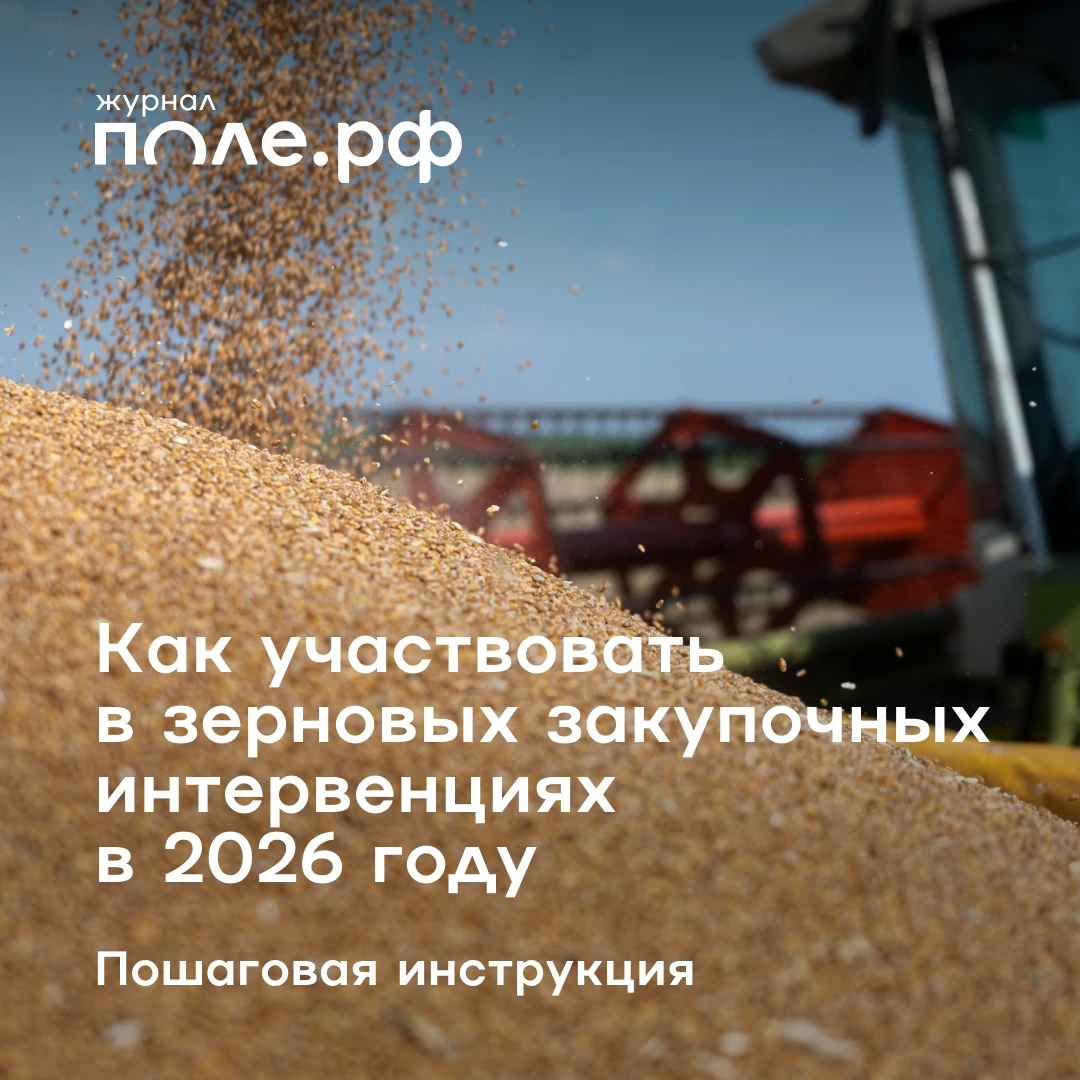 ❓ Как продать зерно государству и не запутаться в правилах торгов на бирже?