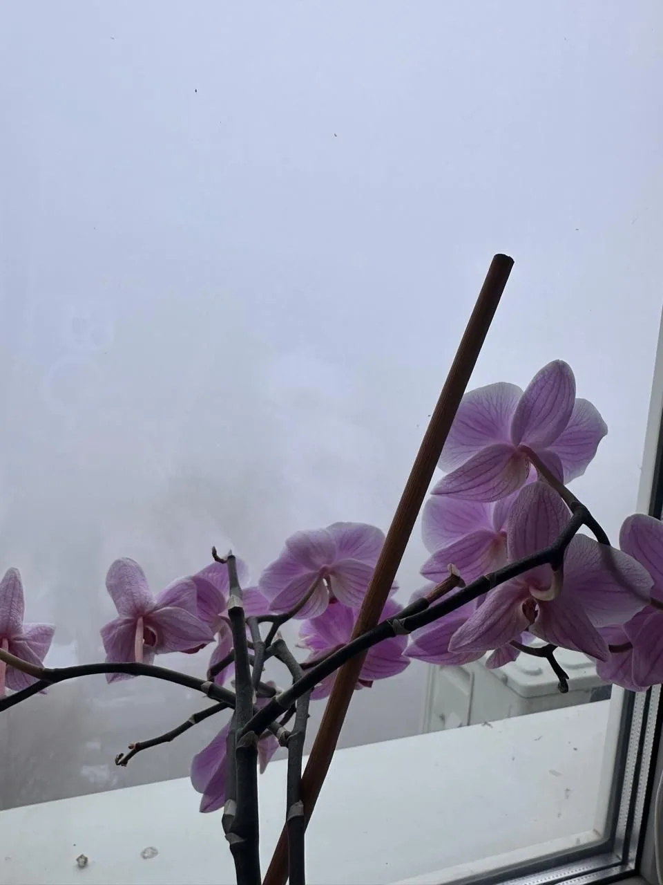 ҠӘЙНӘ ТИҘӘР