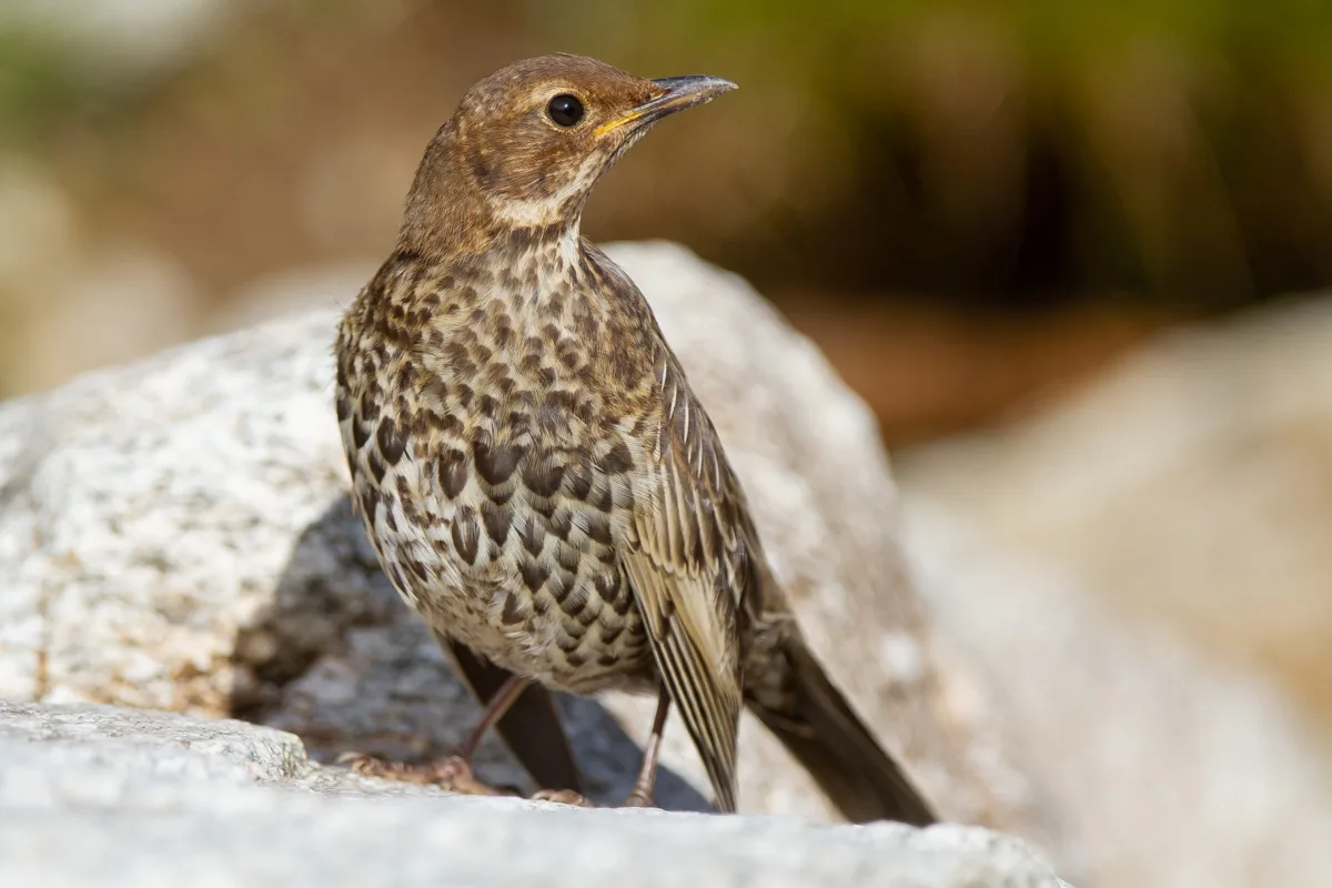 🐦‍⬛ Перелётные птицы пока остаются в Подмосковье