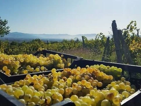 🍷 Грузинское вино запретили? Что на самом деле изменится для омичей.