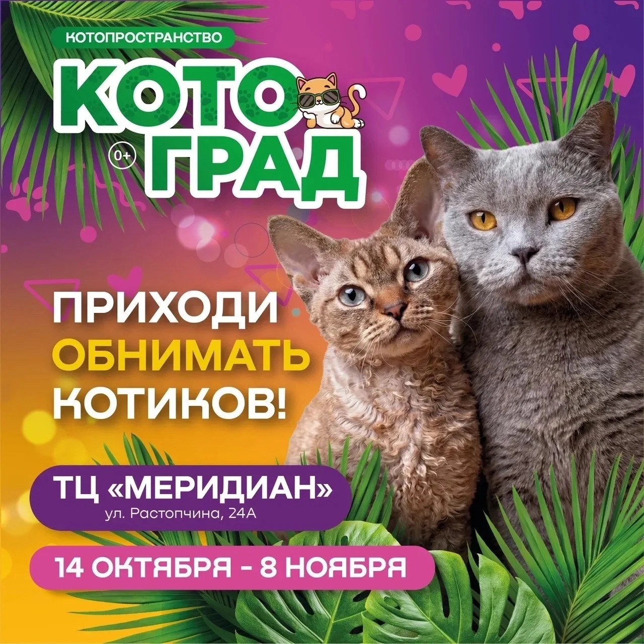ВЛАДИМИР, Котоград у вас! У нас место, где дети в восторге — и родители реально отдыхаю...