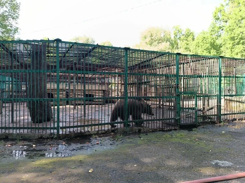 Власти Уфы объяснили условия содержания животных в парке Лесоводов