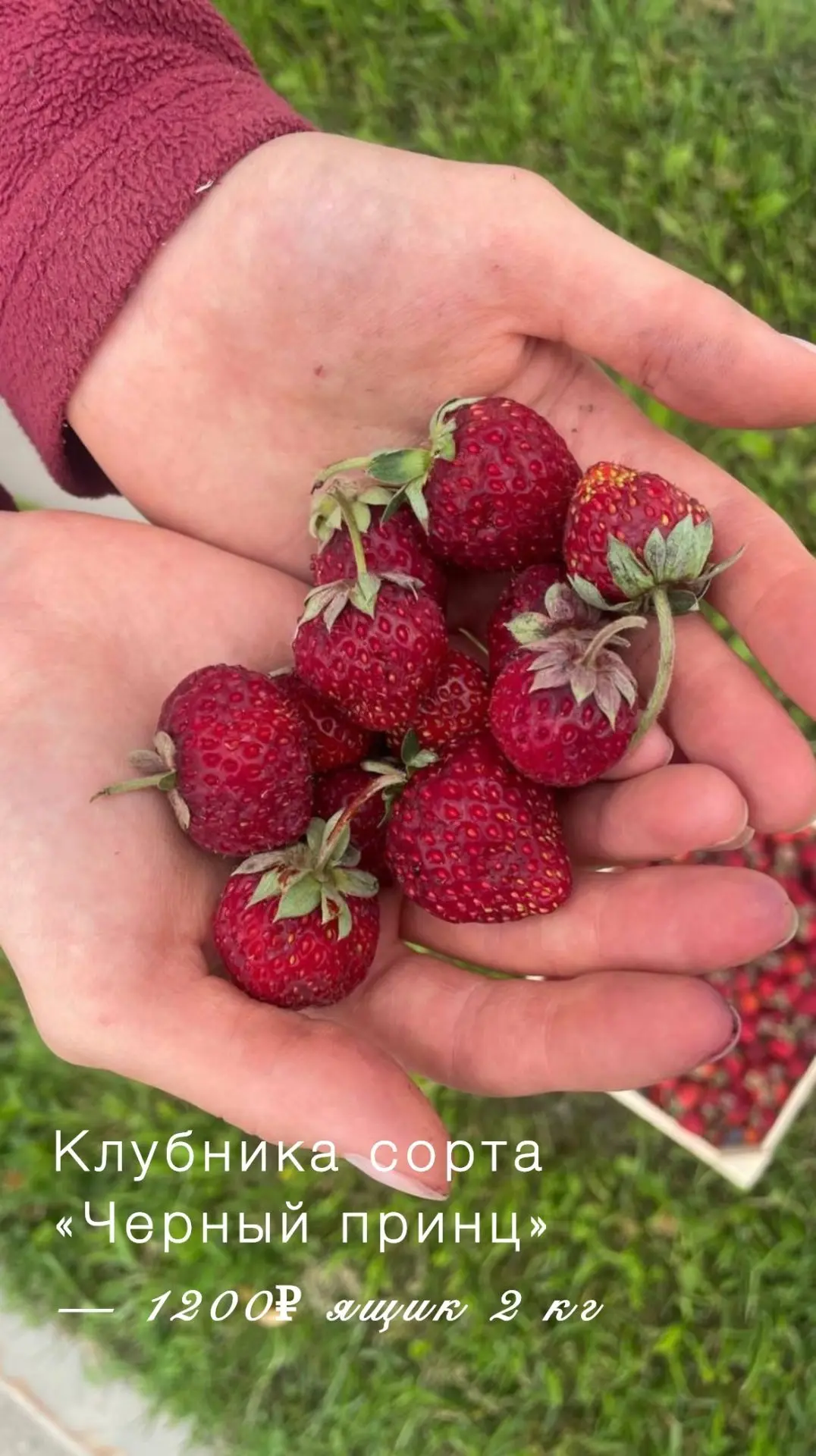 🍓🌈 Сегодня Ягода дешевле!
