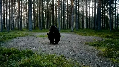 В Кингисеппском районе Ленобласти заметили медведя
