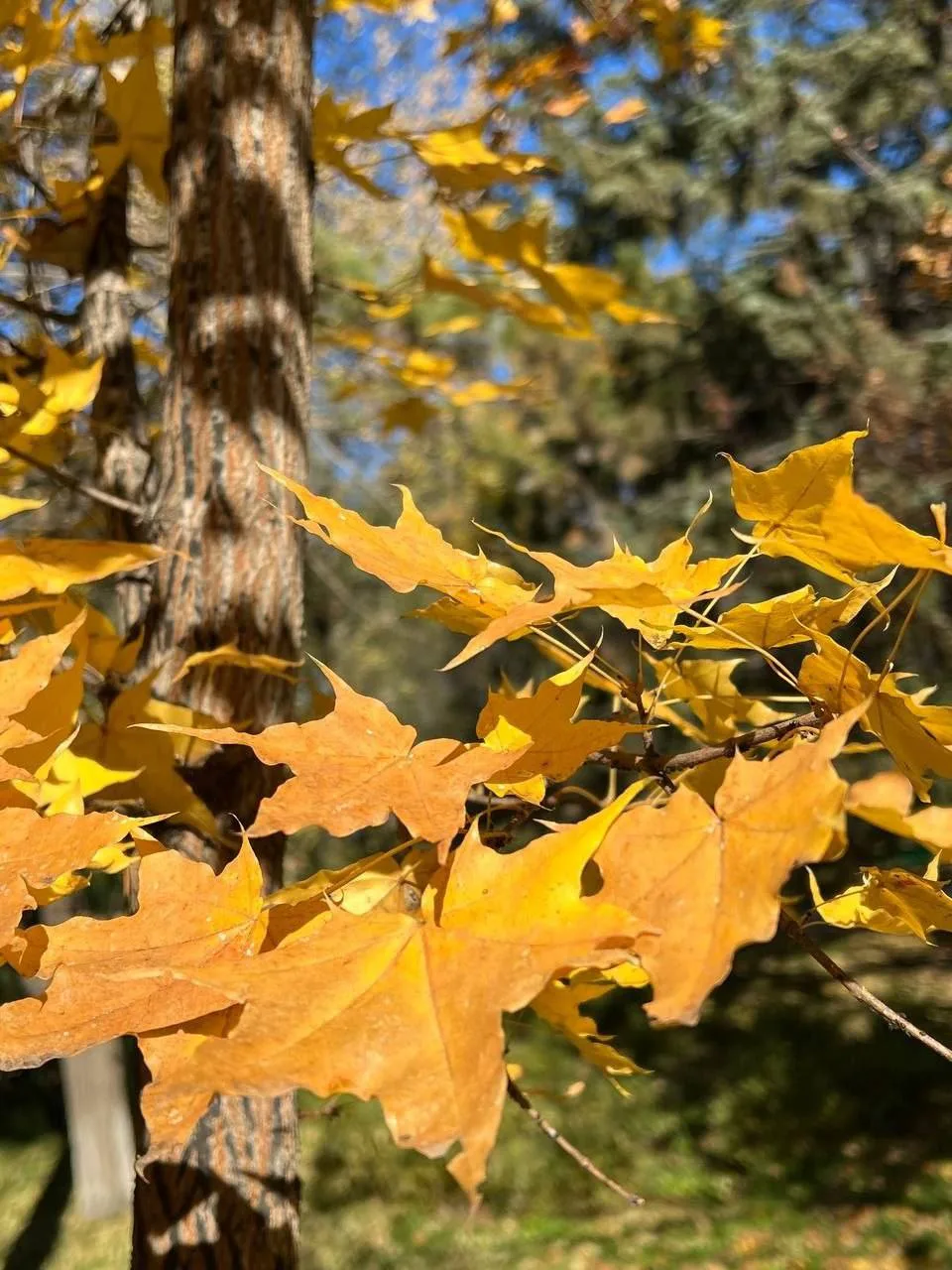 Амурская 🍂 🍁