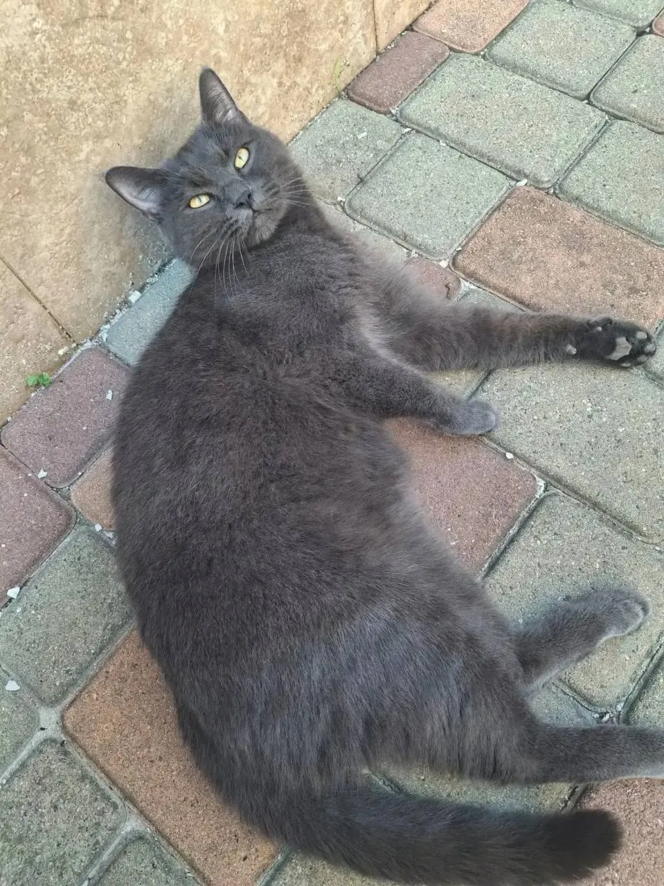 🐈‍⬛ #потеряшкишанхая