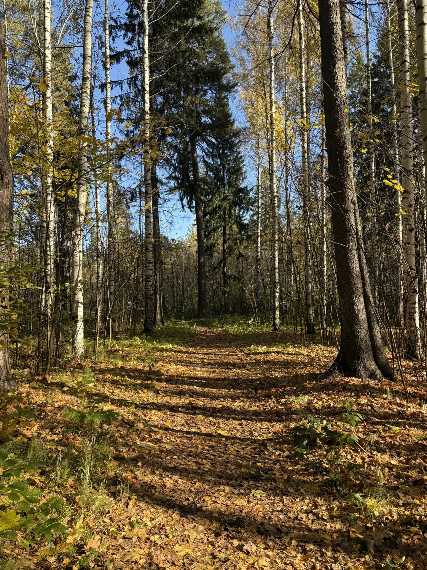 Сегодняшнее солнце подтолкнуло провести утро пятницы в парке 🍁