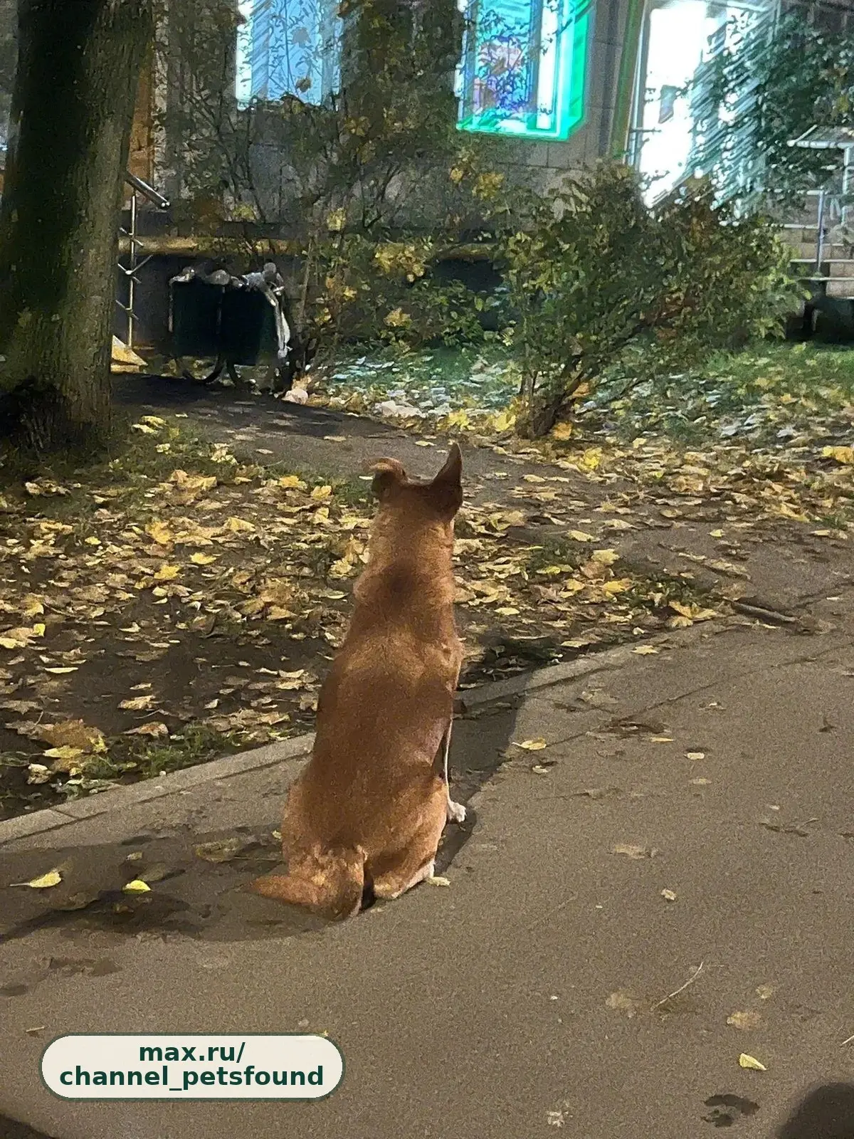 🐾 Найден питомец — Москва