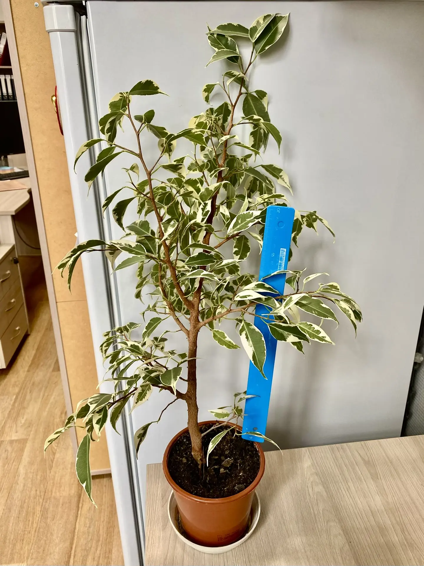 Продам Фикус. Высота 50 см. Цена 700 рублей. Тел. 89148801155