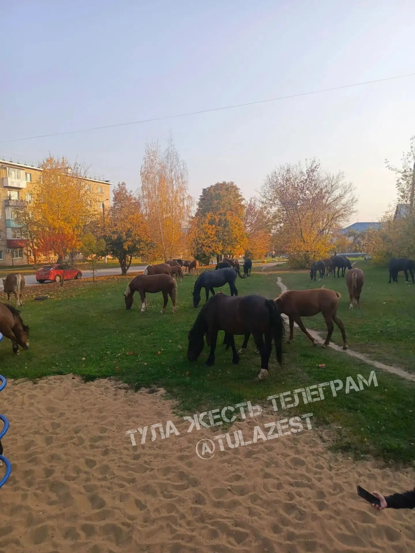❗️В Шатске сбежали чьи-то лошади. Бродят по дворам, по детским площадкам