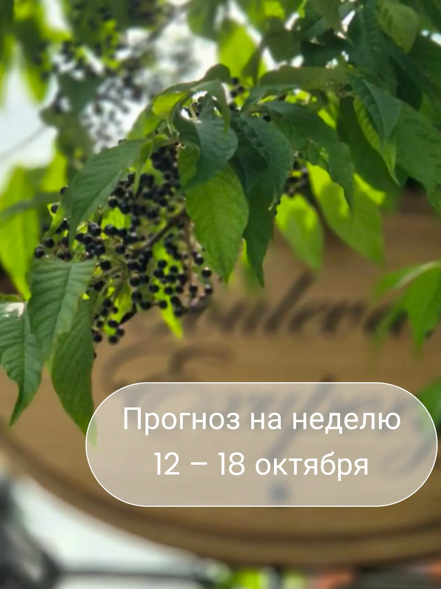 📅 Краткий прогноз на неделю: 12–18 октября