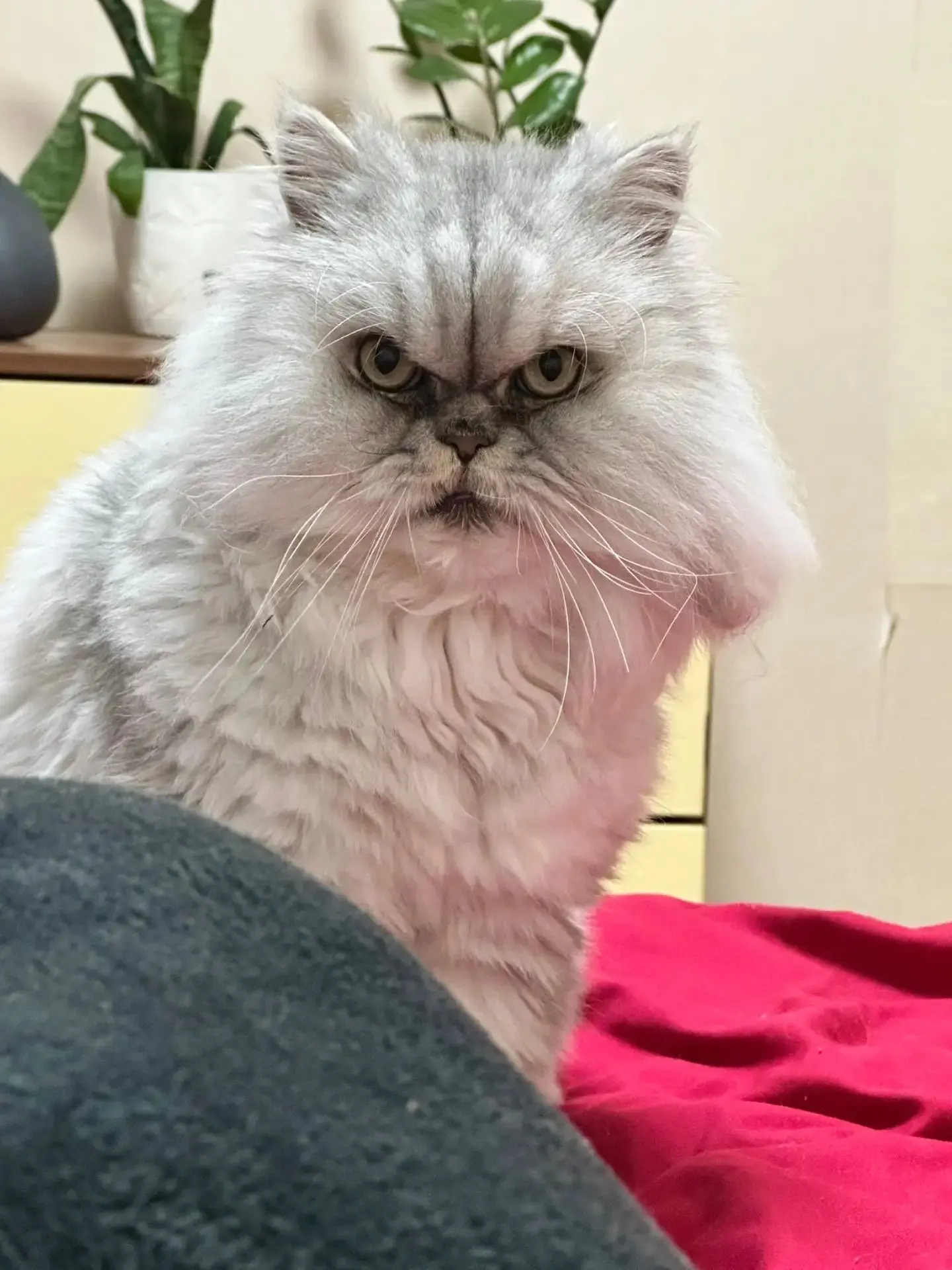 Пропал кот