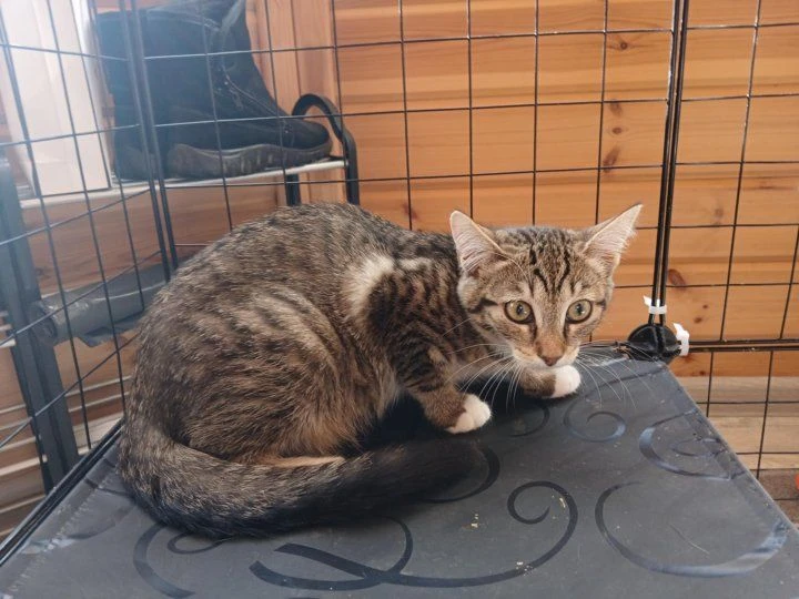 🐾 КОТЯТА В ДОБРЫЕ РУКИ