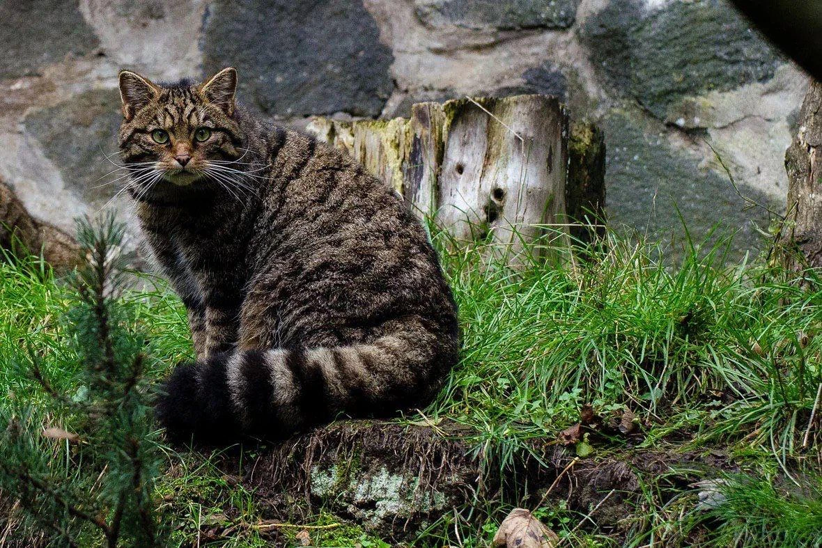 Шотландский лесной кот
