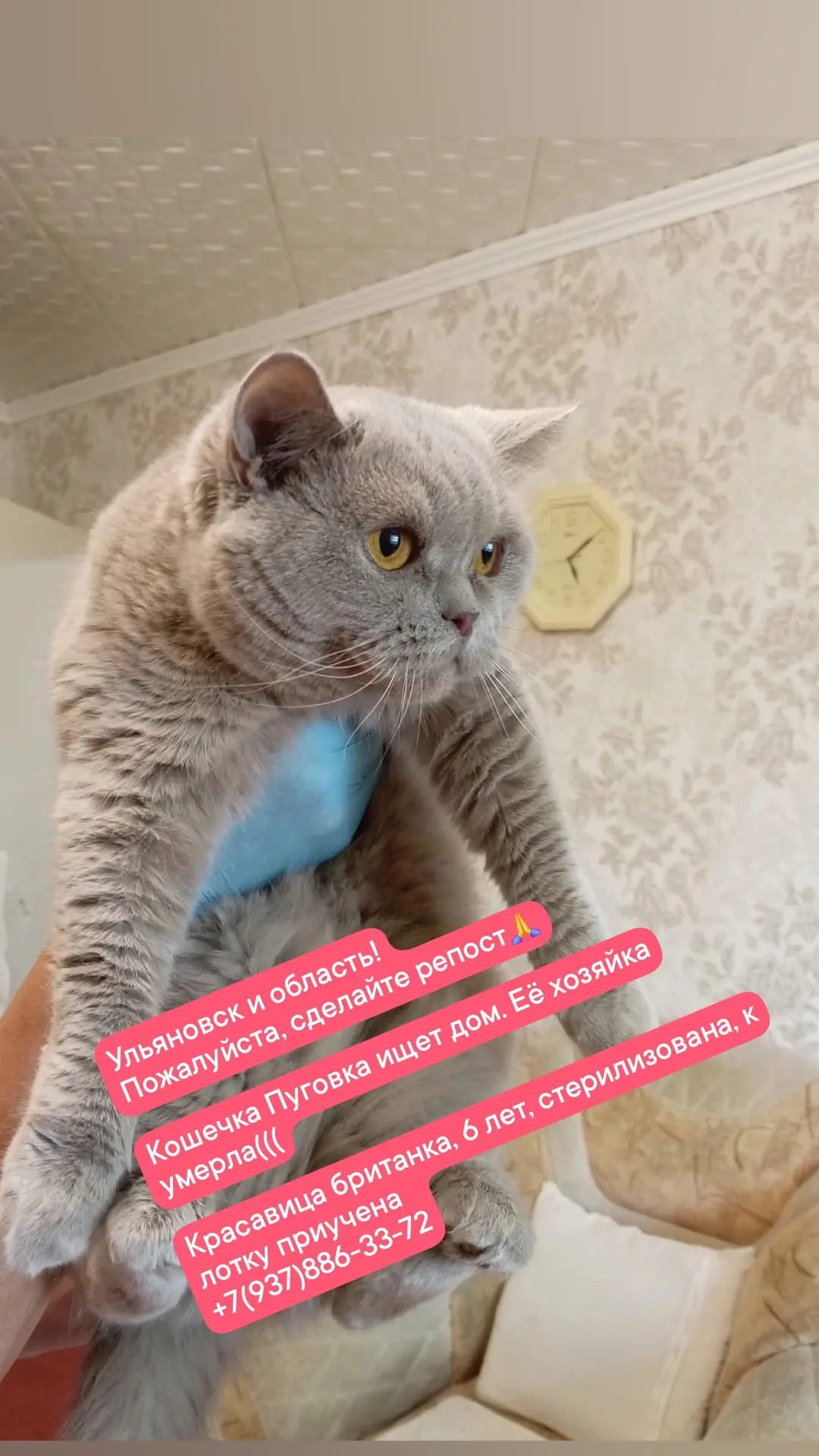 Кошечка нашла дом 🙏