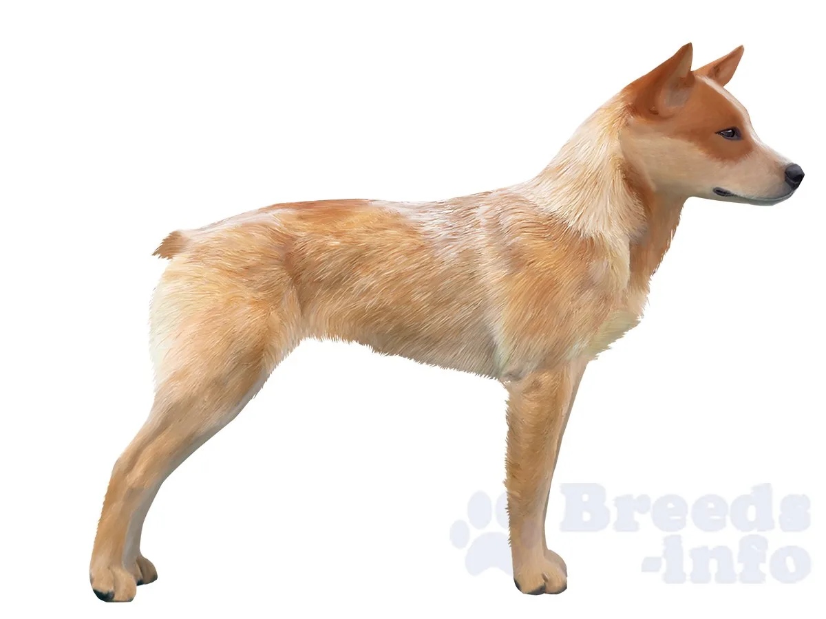 ⚡Австралийская короткохвостая пастушья собака ⚡ породы собак ⚡️breedsinfo ⚡️dogmem
