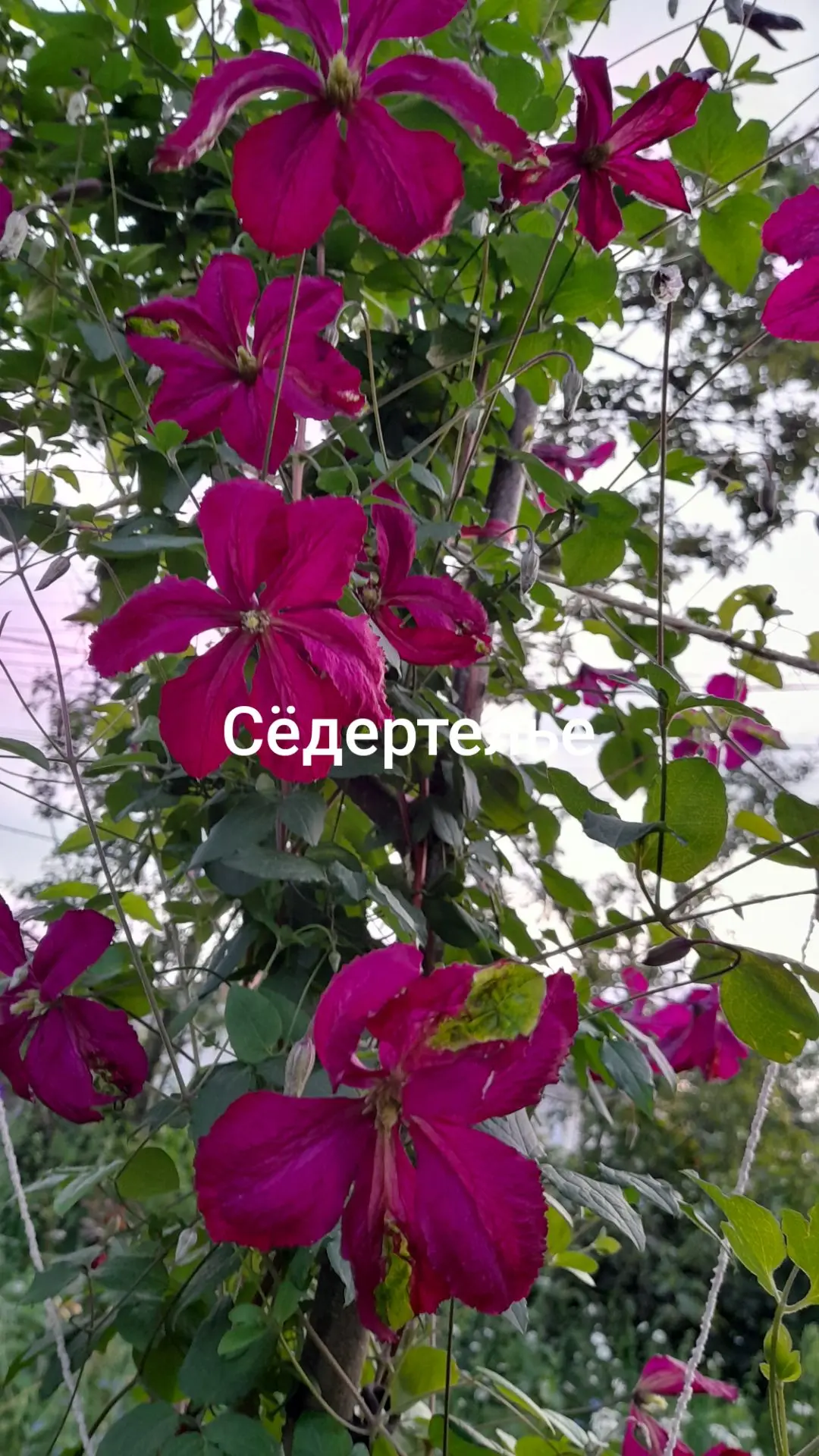 На выкоп идут и другие клематисы, которые были высажены у стены дома и теперь им нужно ...