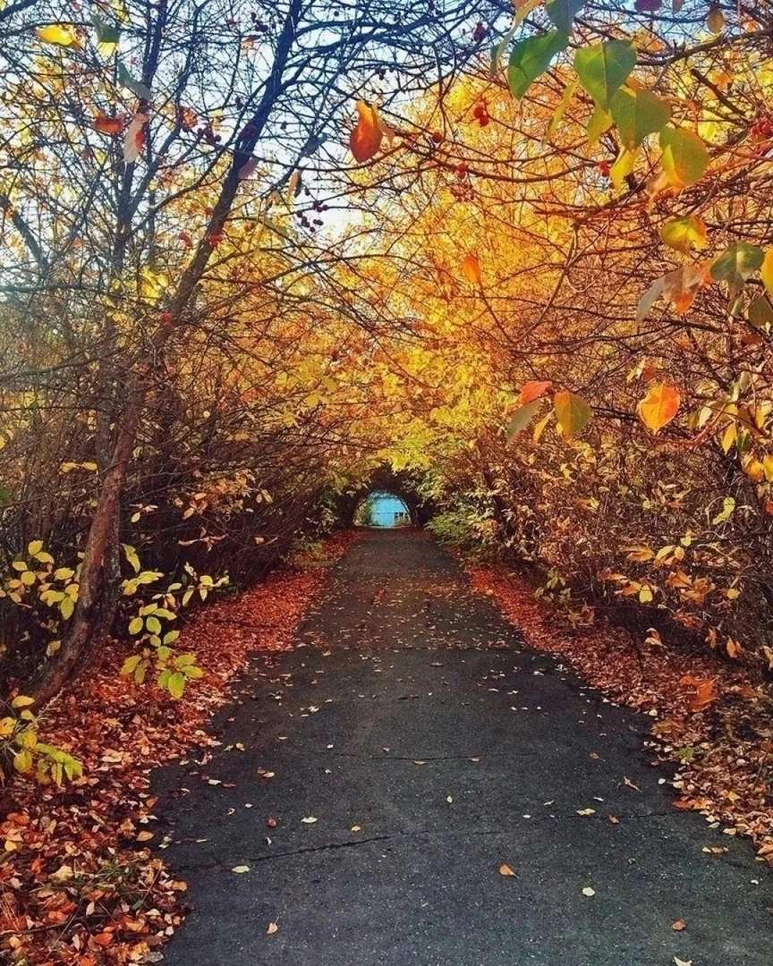 Дорога в Нарнию😊
