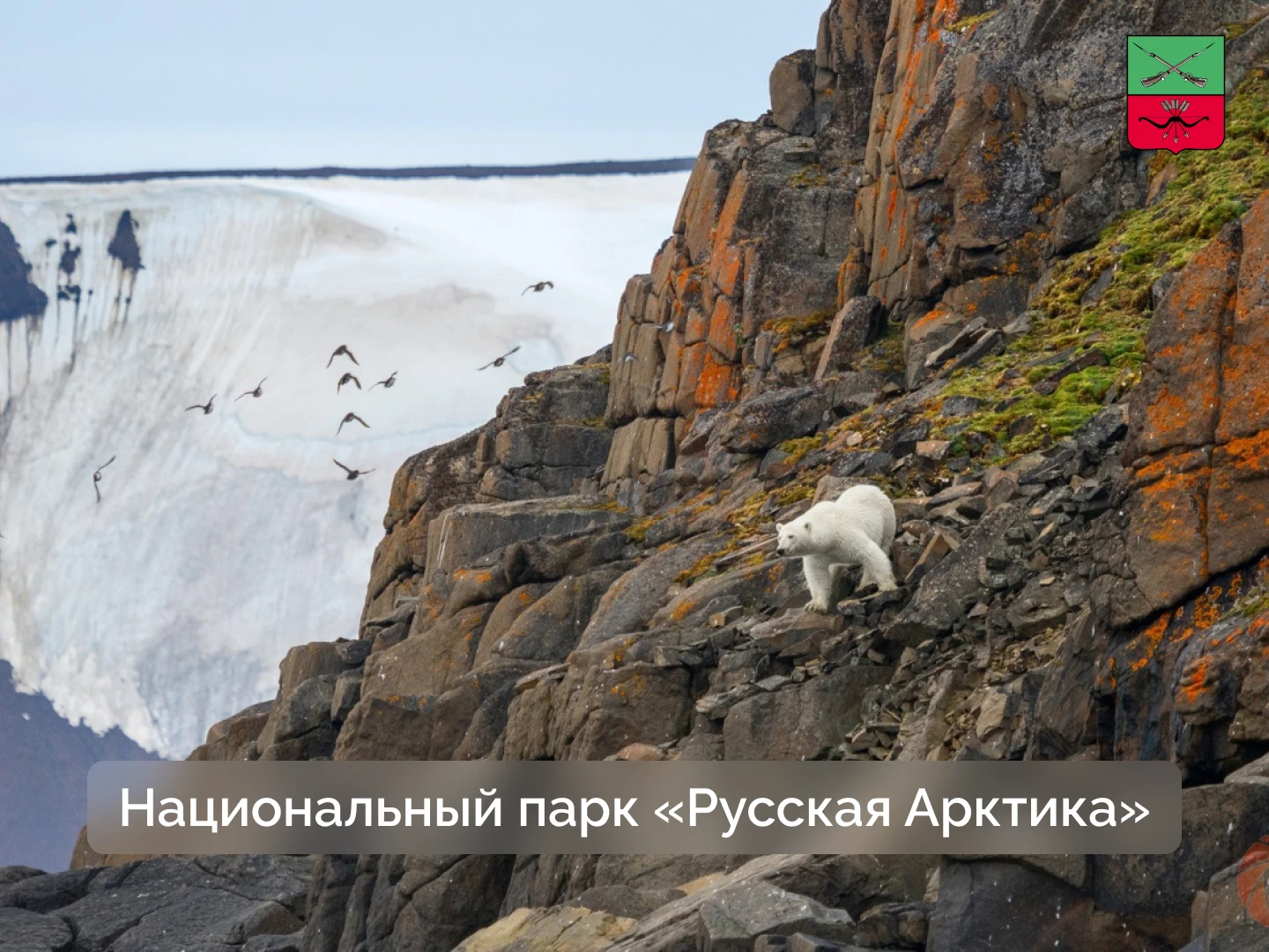Земля белых медведей и нарвалов