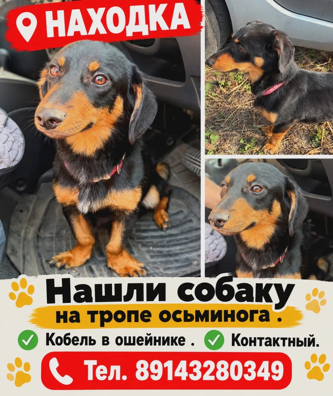 На тропе «Осьминога» нашли собаку