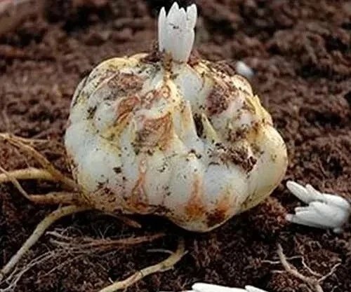 Глубина посадки луковичных: ориентиры и советы 🌱