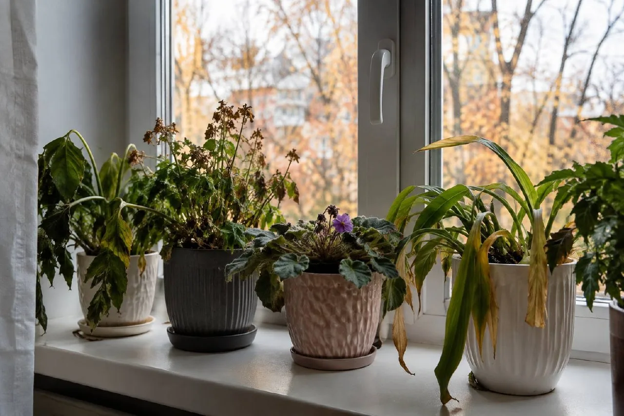 🌿 ПОЧЕМУ ОСЕНЬЮ РАСТЕНИЯ НА ПОДОКОННИКЕ ПЕРЕСТАЮТ РАСТИ?