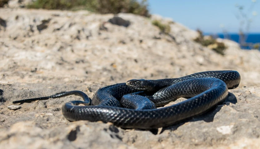 🐍 Самарцев предупредили об опасности в лесах