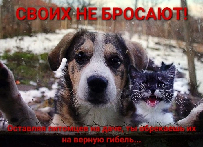 ❗️А ВЫ не забыли забрать с дачи свою кошку и собаку???