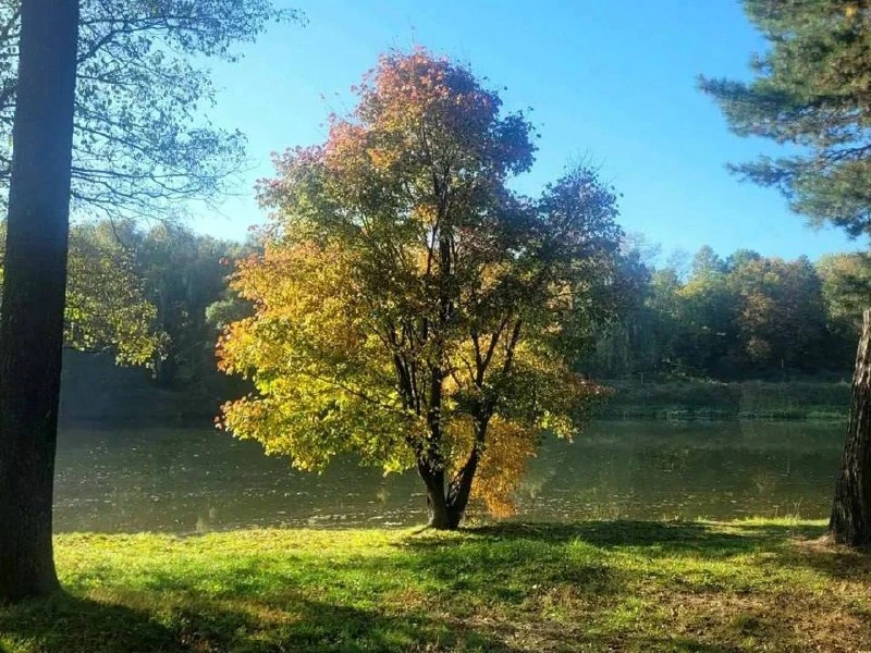 🍂 Люблино раскрывает осеннюю красоту — взгляните на этот кадр