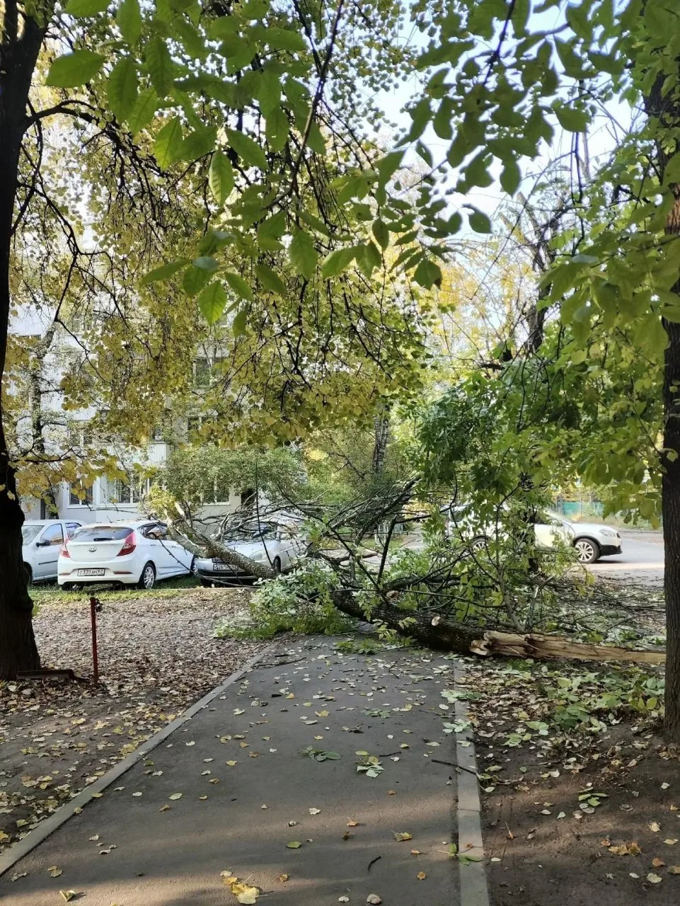 В Рязани на улице Октябрьской дерево рухнуло на припаркованные автомобили.