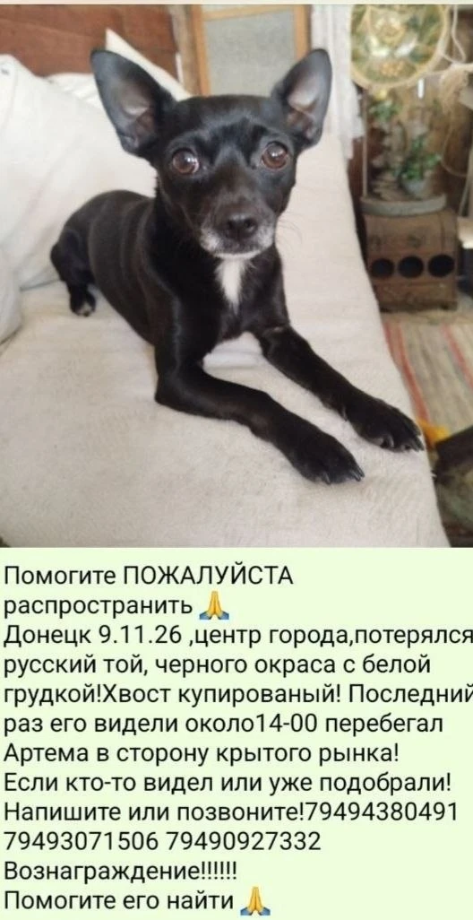 Если вдруг кто-то видел собачку напишите мне https://clck.ru/3VcoY4