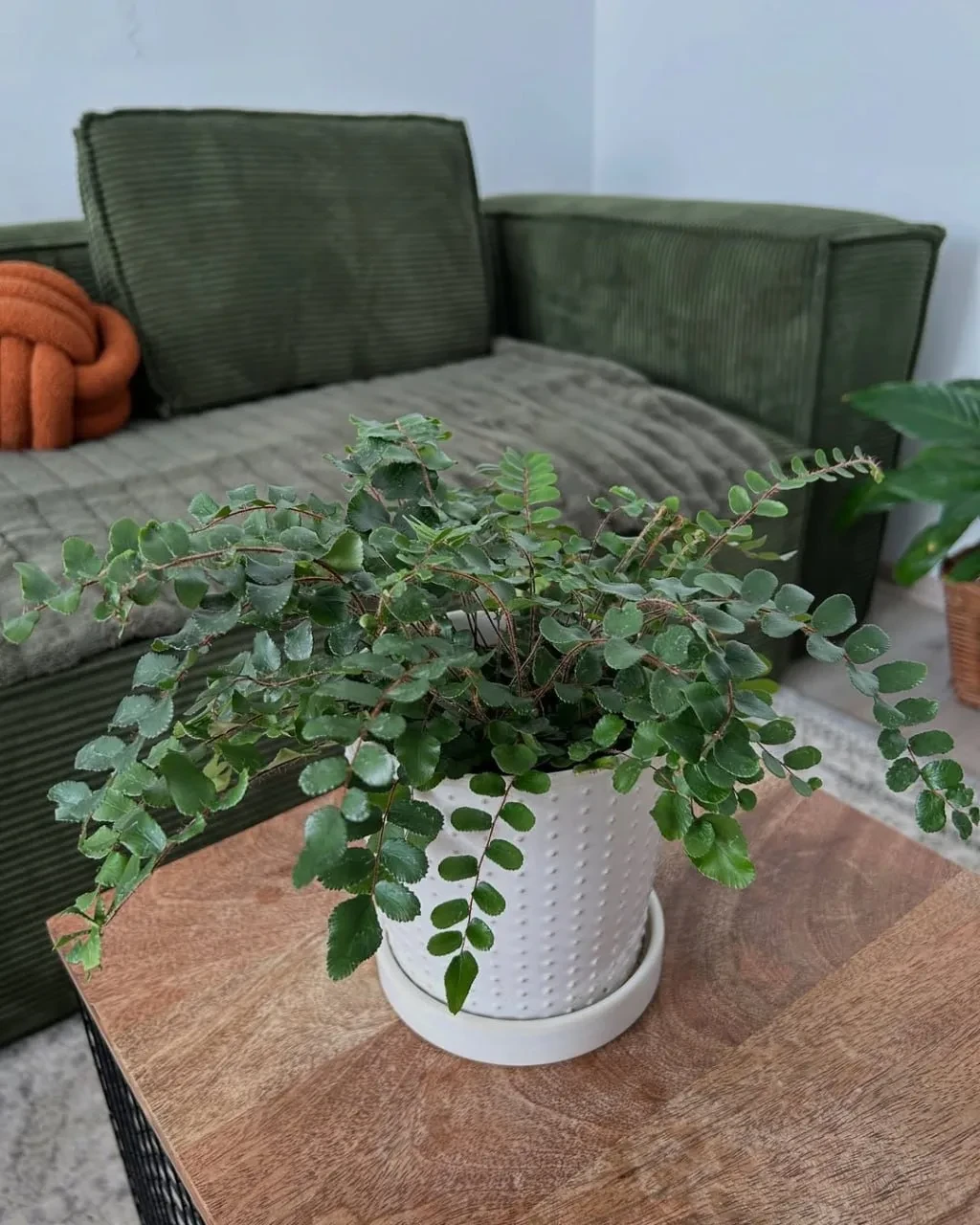 Пеллея: неприхотливый папоротник 🌱
