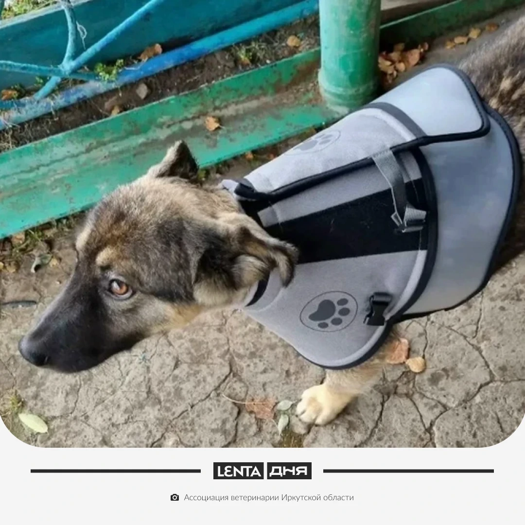 🥺 Десятимесячный щенок спас хозяев от медведя.