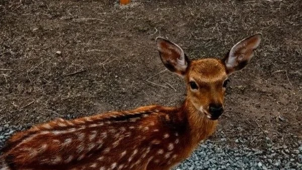 🤯Браконьеры в Самарской области уничтожили двух самок Сибирской косули