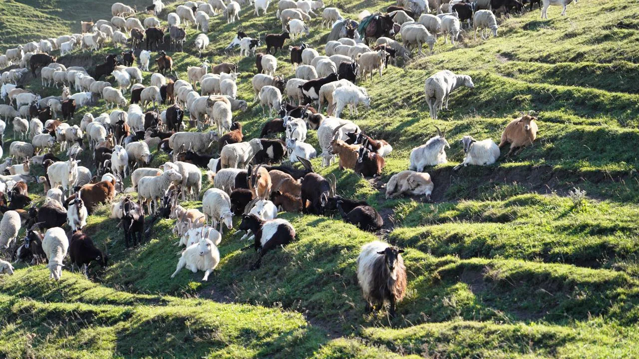 🐏 Животноводы Кизилюртовского района завершают подготовку к зимовке скота