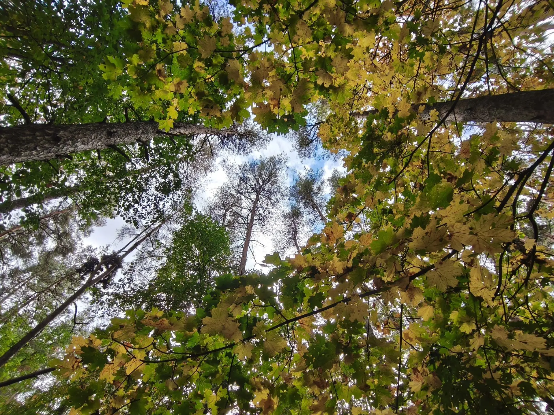 🍃🍂 В Курской области 10 октября ожидаются дожди и до 17 градусов тепла