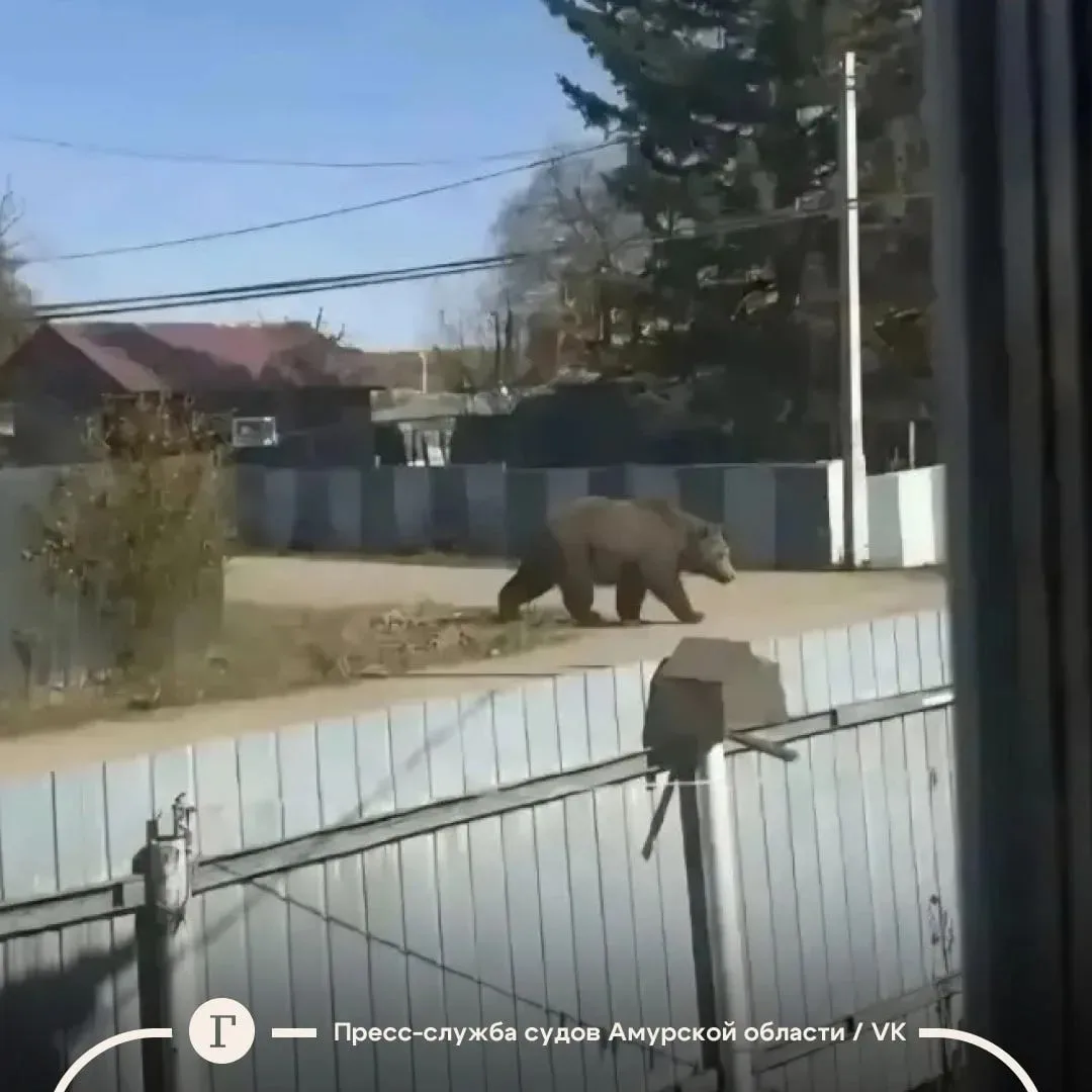 Россиянку оштрафовали за сгенерированное фото медведя.