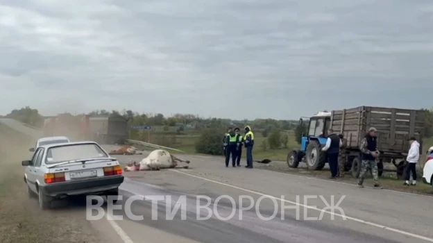 🚨 Грузовик с сахарной свёклой насмерть сбил стадо коров в Таловском районе