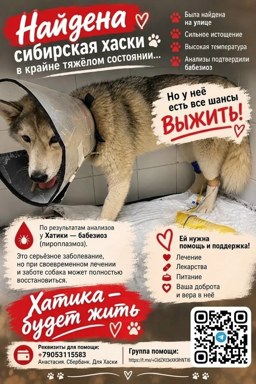 💔 ХАТИКА — БУДЕТ ЖИТЬ! Пожалуйста, помогите ей! 🐾