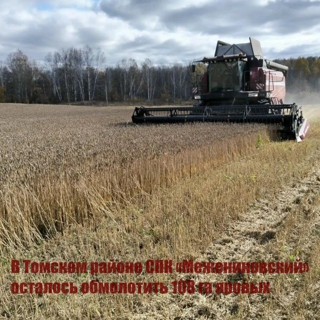 В Томском районе СПК «Межениновский» осталось обмолотить 108 га яровых
