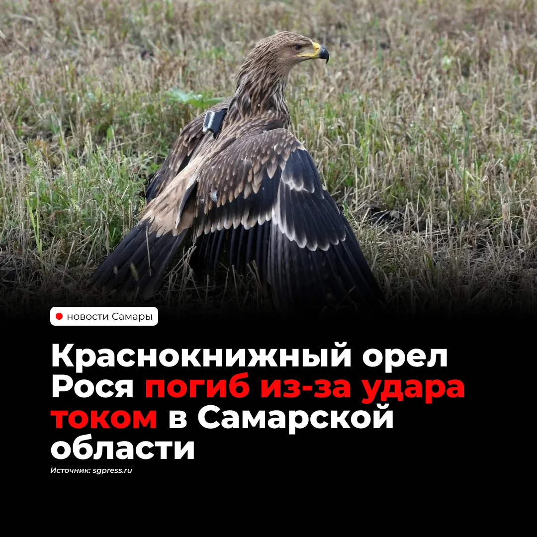 В Сызранском районе погиб краснокнижный орел Рося, выращенный орнитологами национальног...