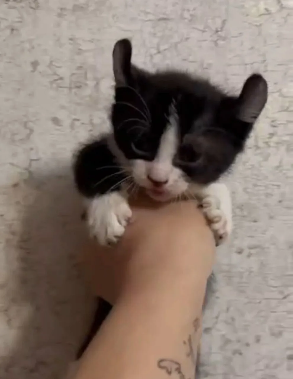 Отдам котят сфинксов