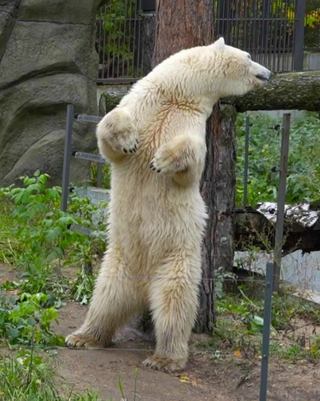 Держите немного белых медведей из Новосибирского зоопарка🐻‍❄️