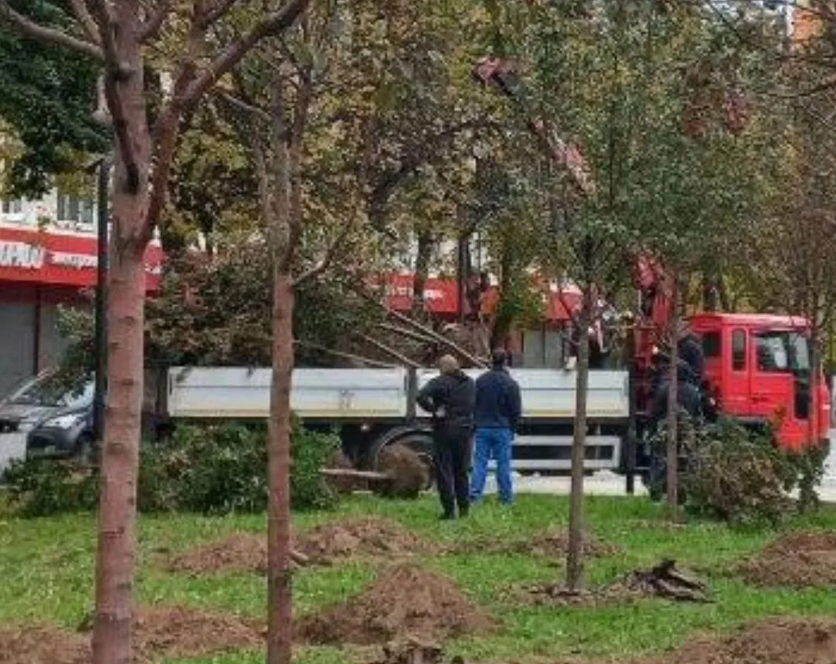 🙄 Жители интересуются, куда увезли яблони с площади?