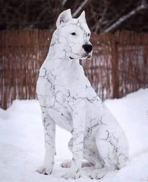 ⚡красивые фото ⚡  фотошоп ⚡️breedsinfo ⚡️dogmem
